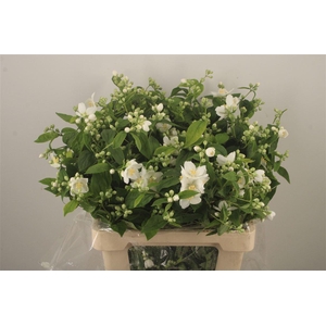 Philadelphus Per Bunch