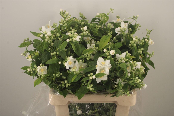 <h4>Philadelphus Per Bunch</h4>