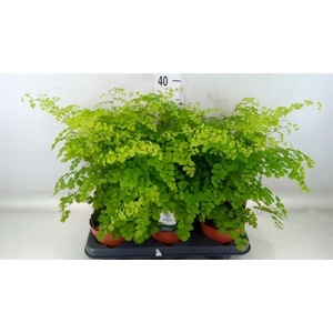 Adiantum raddi. 'Fragrans'