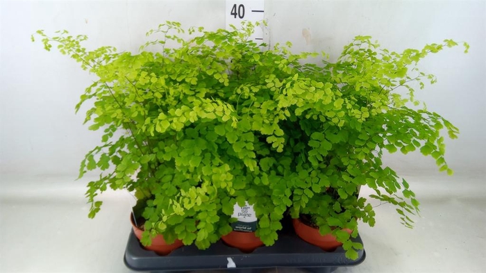 <h4>Adiantum raddi. 'Fragrans'</h4>