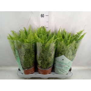 Nephrolepis exal. 'Green Moment'