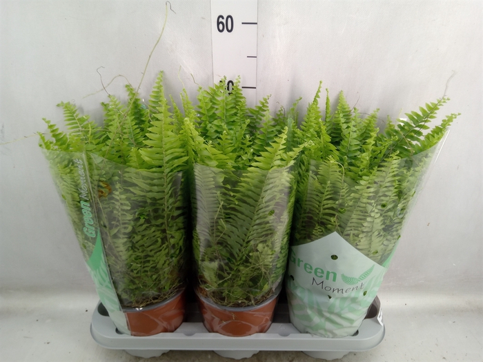 <h4>Nephrolepis exal. 'Green Moment'</h4>