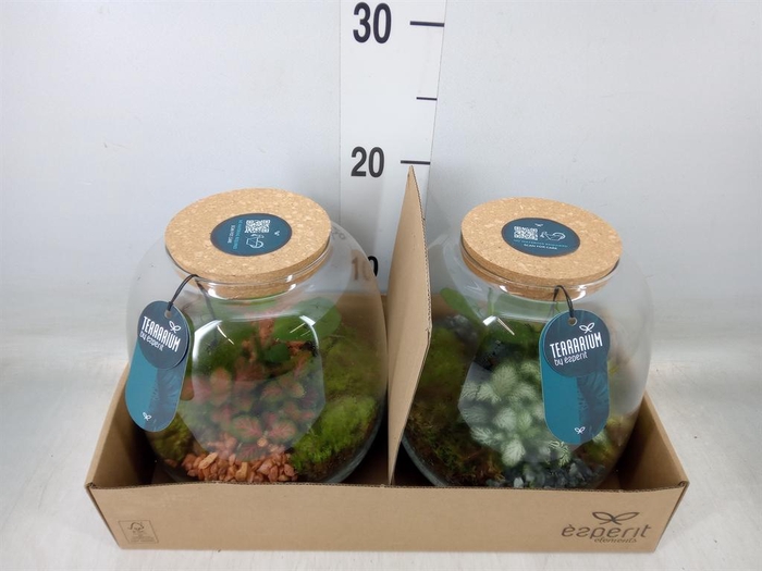 <h4>Arr.    Planten  H%</h4>