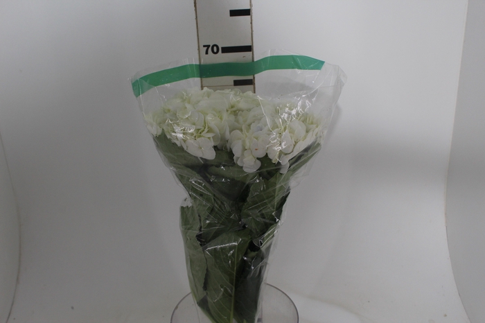 <h4>HORTENSIA BRANCA</h4>