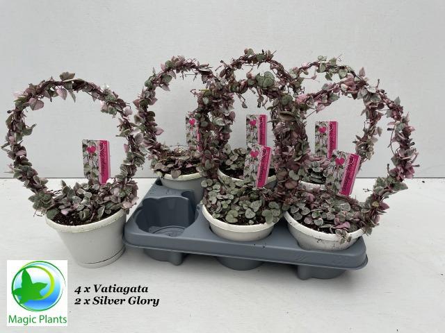 <h4>CEROP WO VARIEGATA</h4>