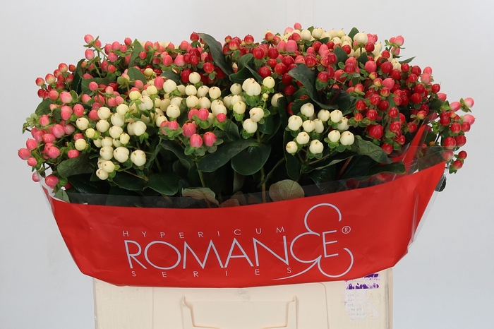 <h4>Hypericum Rainbow Romance</h4>