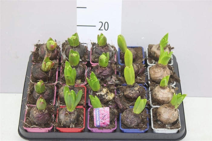 <h4>Hyacinthus Gemengd 1pp</h4>