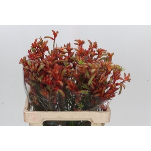 Kangaroo Paw Rampaging Roy Slaven