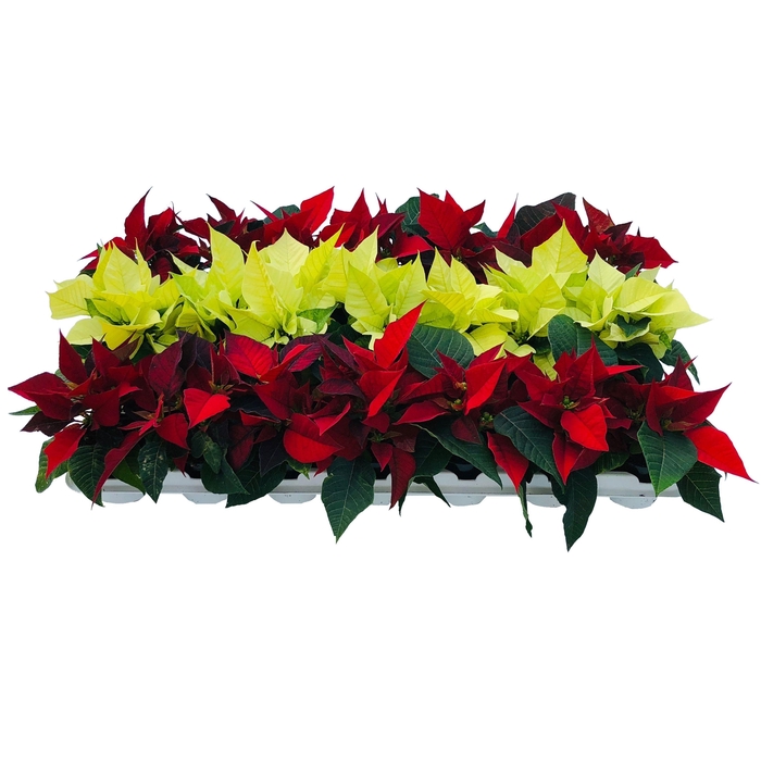 <h4>Vertakt mix tray</h4>