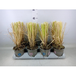 Cortaderia sell. 'Rosea'