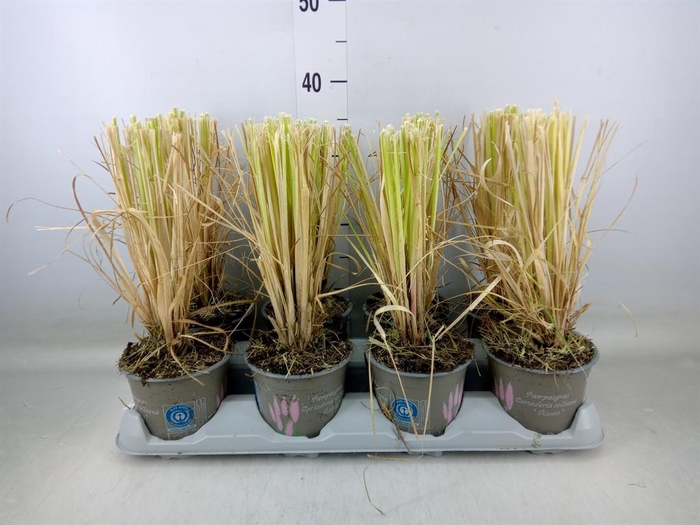 <h4>Cortaderia sell. 'Rosea'</h4>