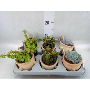 Succulents   ...