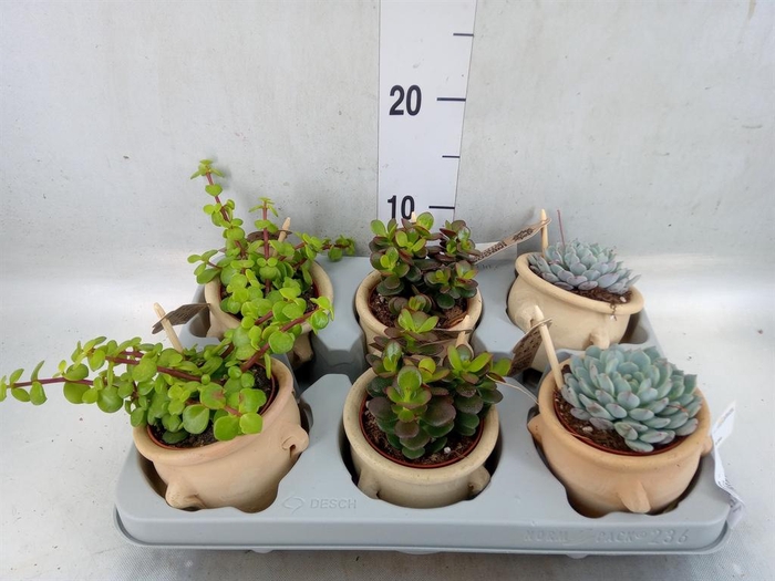 <h4>Succulents   ...</h4>