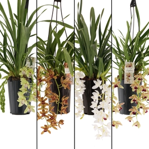 mix cascade 3-4 tak in kraft papieren koker