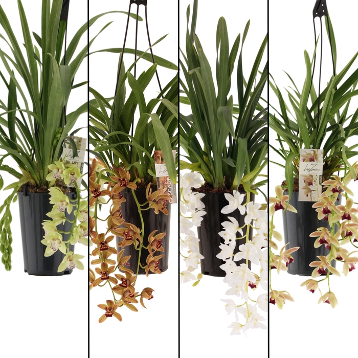 <h4>mix cascade 3-4 tak in kraft papieren koker</h4>