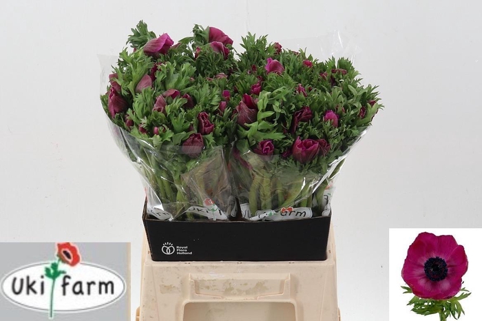 <h4>Anem Gall Purper</h4>