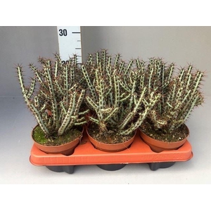 Euphorbia aeruginosa