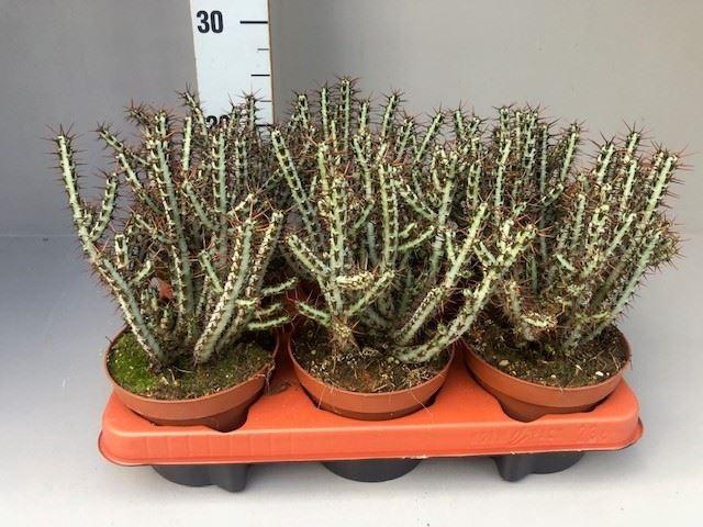 <h4>Euphorbia aeruginosa</h4>
