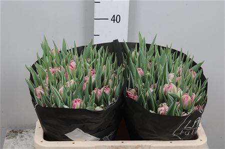 <h4>Tu Du Flash Point</h4>