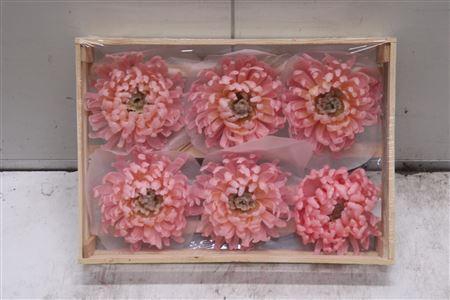 <h4>Wax Bol Chrysant Light Rosa</h4>