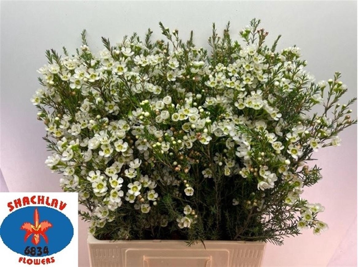 <h4>CHAME ME SIRIUS</h4>