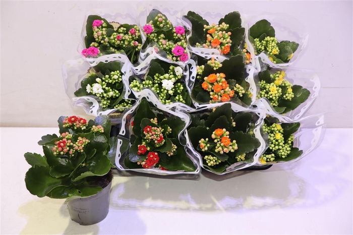 <h4>Kal Ge Gem 5 Kl</h4>