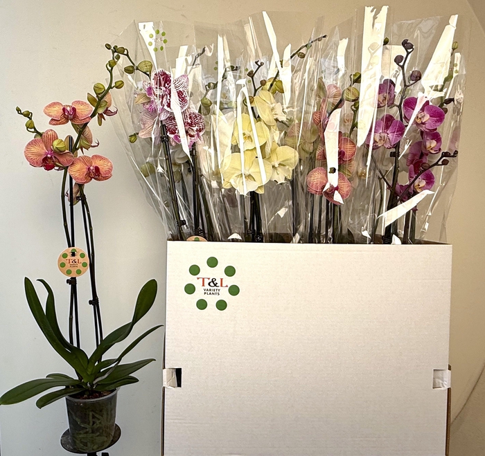 <h4>PHAL GEM 8 KL</h4>