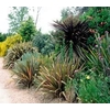 Cordyline australis 'Variegata'