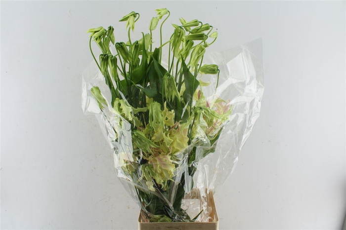 <h4>Gloriosa Caprice Pink</h4>