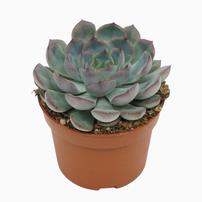<h4>Echeveria 'Hercules'</h4>