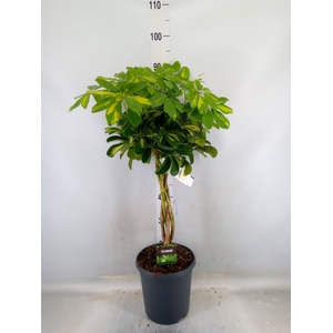 Schefflera arbor. 'Gold Capella'