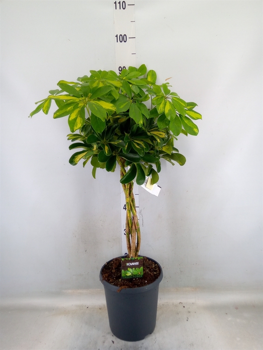 <h4>Schefflera arbor. 'Gold Capella'</h4>