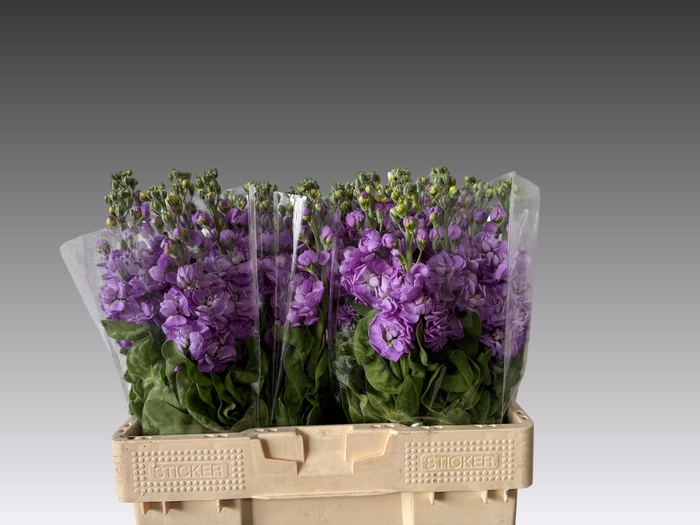 <h4>MATTH PHANT LAVENDER</h4>