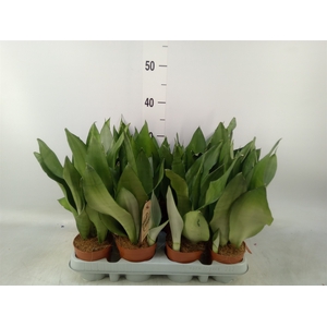 Sansevieria trifa. 'Moonshine'