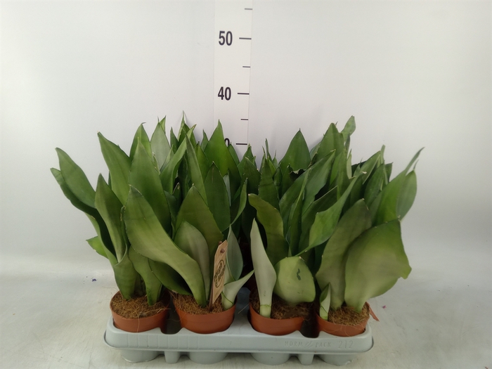 <h4>Sansevieria trifa. 'Moonshine'</h4>