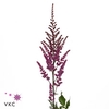 Astilbe Maggie Daley