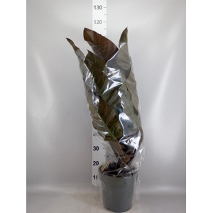 Philodendron  'Imperial Red'