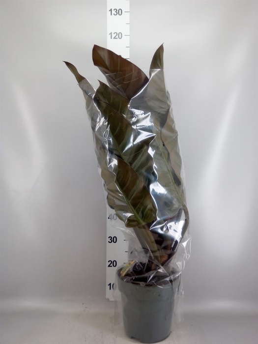 <h4>Philodendron 'Imperial Red'</h4>