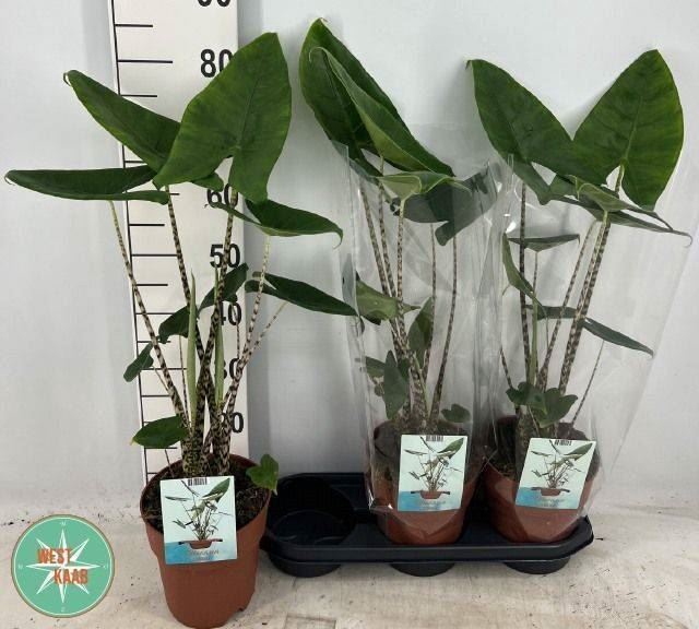 <h4>Alocasia zebrina</h4>