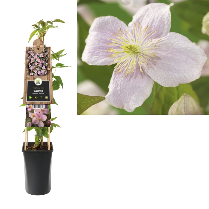 <h4>Clematis montana 'Mayleen' +3.0 label</h4>