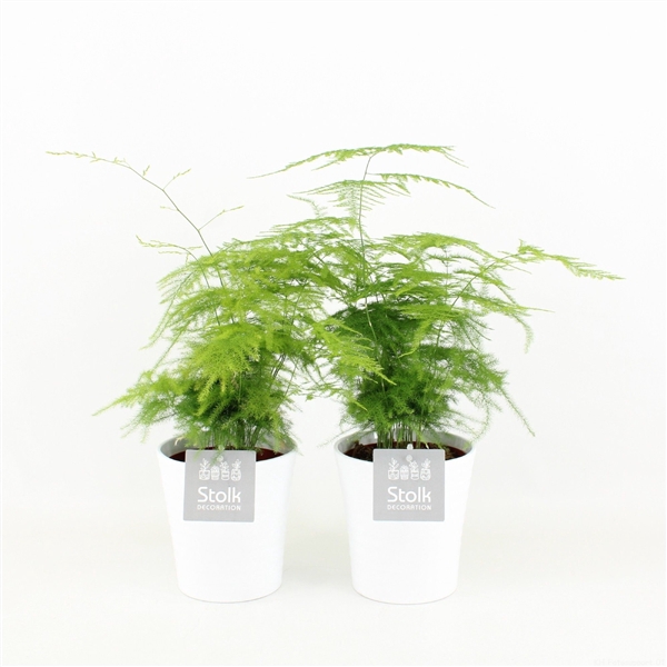 <h4>Asparagus in Liv keramiek</h4>