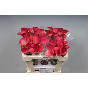 Calla Aruna Kallaland