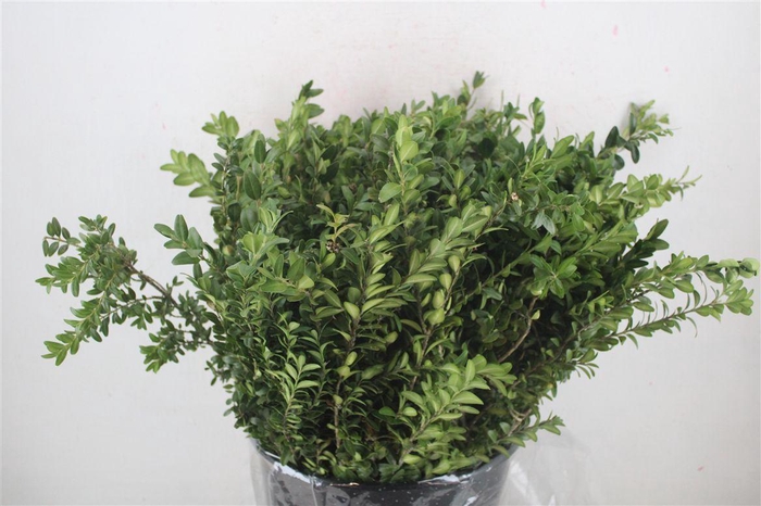 <h4>Buxus Green P Bunch</h4>