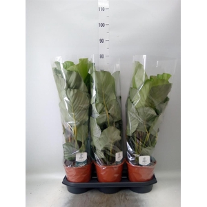 Calathea orbifolia