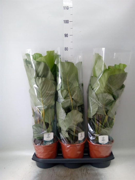 <h4>Calathea orbifolia</h4>
