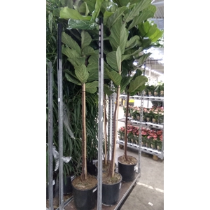 Ficus lyrata
