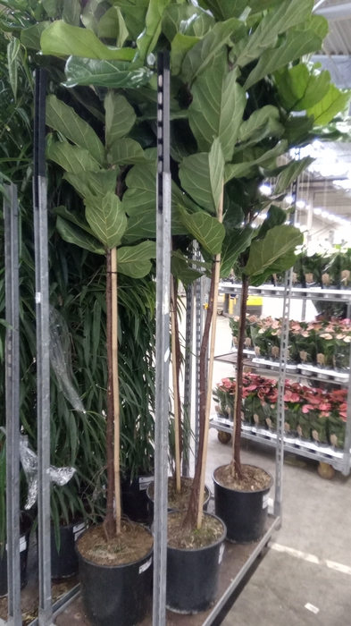 <h4>Ficus lyrata</h4>