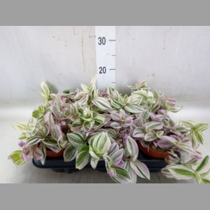 Tradescantia   ...