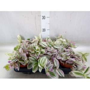 Tradescantia   ...