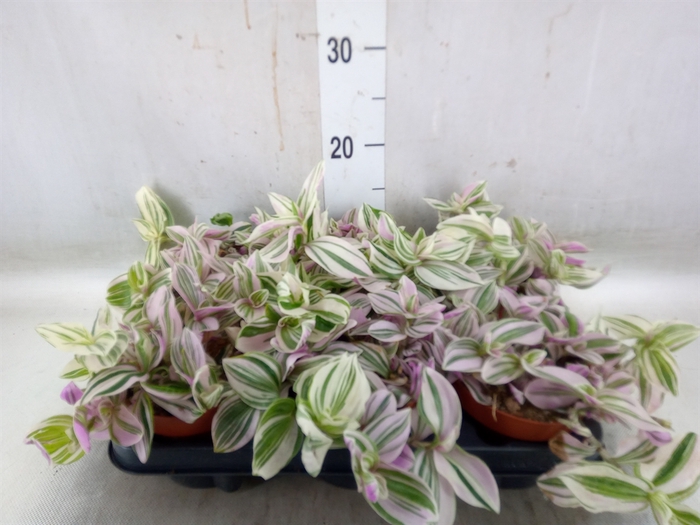 <h4>Tradescantia   ...</h4>